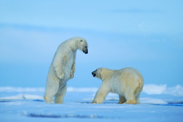 Medvěd lední (Ursus maritimus), Medvěd lední (Ursus maritimus) Polar Bear, Autor: Ondřej Prosický | NaturePhoto.cz, Model: Canon EOS-1D X, Objektiv: EF400mm f/2.8L IS II USM +2x III, Ohnisková vzdálenost (EQ35mm): 800 mm, fotografováno z ruky, Clona: 5.6, Doba expozice: 1/1250 s, ISO: 400, Kompenzace expozice: +1/3, Blesk: Ne, 16. července 2013 23:26:11, Sjuøyane, Špicberky (Norsko)