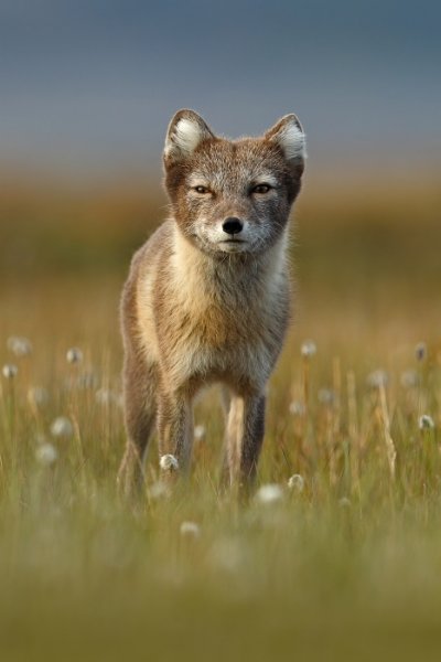 Liška polární (Vulpes lagopus), Liška polární (Vulpes lagopus) Arctic Fox, Autor: Ondřej Prosický | NaturePhoto.cz, Model: Canon EOS-1D X, Objektiv: EF400mm f/2.8L IS II USM, Ohnisková vzdálenost (EQ35mm): 400 mm, fotografováno z ruky, Clona: 5.0, Doba expozice: 1/800 s, ISO: 500, Kompenzace expozice: -2/3, Blesk: Ne, 25. července 2013 21:20:24, Lyngyaerbyen, Špicberky (Norsko)