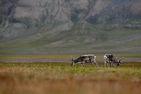 Sob polární  (Rangifer tarandus), Sob polární  (Rangifer tarandus) Svalbard Reindeer, Autor: Ondřej Prosický | NaturePhoto.cz, Model: Canon EOS-1D X, Objektiv: EF400mm f/2.8L IS II USM, Ohnisková vzdálenost (EQ35mm): 400 mm, fotografováno z ruky, Clona: 5.0, Doba expozice: 1/640 s, ISO: 400, Kompenzace expozice: 0, Blesk: Ne, 26. července 2013 14:52:47, Lyngyaerbyen, Špicberky (Norsko)