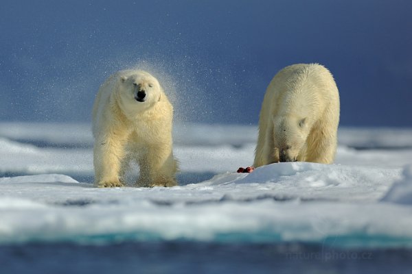 Medvěd lední (Ursus maritimus), Medvěd lední (Ursus maritimus) Polar Bear, Autor: Ondřej Prosický | NaturePhoto.cz, Model: Canon EOS 5D Mark III, Objektiv: EF400mm f/2.8L IS II USM, Ohnisková vzdálenost (EQ35mm): 400 mm, fotografováno z ruky, Clona: 2.8, Doba expozice: 1/8000 s, ISO: 200, Kompenzace expozice: -1/3, Blesk: Ne, 17. července 2013 17:34:18, Sjuøyane, Špicberky (Norsko)