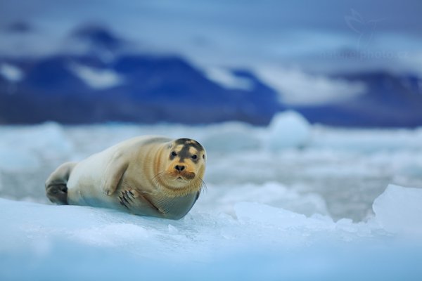 Tuleň vousatý (Erignathus barbatus), Tuleň vousatý (Erignathus barbatus) Bearded Seal, Autor: Ondřej Prosický | NaturePhoto.cz, Model: Canon EOS 5D Mark III, Objektiv: EF70-200mm f/2.8L IS II USM, Ohnisková vzdálenost (EQ35mm): 160 mm, fotografováno z ruky, Clona: 3.2, Doba expozice: 1/250 s, ISO: 320, Kompenzace expozice: +2/3, Blesk: Ne, 24. července 2013 1:57:28, Kongsbreen, Špicberky (Norsko)