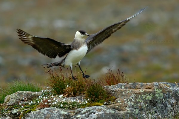 Chaluha příživná (Stercorarius parasiticus), Chaluha příživná (Stercorarius parasiticus) Artic Skua, Autor: Ondřej Prosický | NaturePhoto.cz, Model: Canon EOS-1D X, Objektiv: EF400mm f/2.8L IS II USM, Ohnisková vzdálenost (EQ35mm): 400 mm, fotografováno z ruky, Clona: 6.3, Doba expozice: 1/640 s, ISO: 1250, Kompenzace expozice: -2/3, Blesk: Ne, 26. července 2013 21:30:42, Lyngyaerbyen, Špicberky (Norsko)