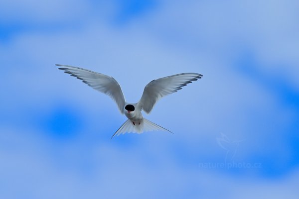 Rybák dlouhoocasý (Sterna paradisaea), Rybák dlouhoocasý (Sterna paradisaea) Arctic Tern, Autor: Ondřej Prosický | NaturePhoto.cz, Model: Canon EOS-1D X, Objektiv: EF400mm f/2.8L IS II USM, Ohnisková vzdálenost (EQ35mm): 400 mm, fotografováno z ruky, Clona: 7.1, Doba expozice: 1/2500 s, ISO: 400, Kompenzace expozice: +1/3, Blesk: Ne, 17. července 2013 11:08:35, Sjuøyane, Špicberky (Norsko)