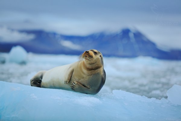 Tuleň vousatý (Erignathus barbatus), Tuleň vousatý (Erignathus barbatus) Bearded Seal, Autor: Ondřej Prosický | NaturePhoto.cz, Model: Canon EOS 5D Mark III, Objektiv: EF70-200mm f/2.8L IS II USM, Ohnisková vzdálenost (EQ35mm): 160 mm, fotografováno z ruky, Clona: 3.2, Doba expozice: 1/250 s, ISO: 320, Kompenzace expozice: +2/3, Blesk: Ne, 24. července 2013 1:57:34, Kongsbreen, Špicberky (Norsko)