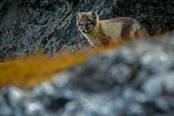 Liška polární (Vulpes lagopus), Liška polární (Vulpes lagopus) Arctic Fox, Autor: Ondřej Prosický | NaturePhoto.cz, Model: Canon EOS-1D X, Objektiv: EF400mm f/2.8L IS II USM +2x III, Ohnisková vzdálenost (EQ35mm): 800 mm, fotografováno z ruky, Clona: 7.1, Doba expozice: 1/500 s, ISO: 500, Kompenzace expozice: -1 1/3, Blesk: Ne, 24. července 2013 16:39:43, Protektorfjellet, Špicberky (Norsko)