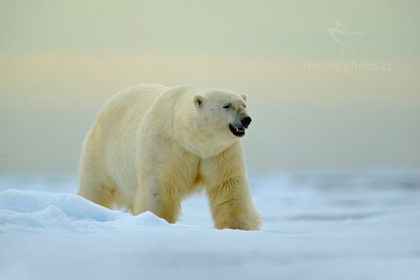 Medvěd lední (Ursus maritimus), Medvěd lední (Ursus maritimus) Polar Bear, Autor: Ondřej Prosický | NaturePhoto.cz, Model: Canon EOS-1D X, Objektiv: EF400mm f/2.8L IS II USM +2x III, Ohnisková vzdálenost (EQ35mm): 800 mm, fotografováno z ruky, Clona: 5.6, Doba expozice: 1/400 s, ISO: 100, Kompenzace expozice: +2/3, Blesk: Ne, 16. července 2013 15:54:05, Sjuøyane, Špicberky (Norsko)