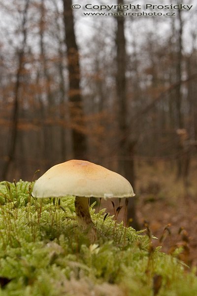 Na pařezu, Autor: Ondřej Prosický, Model aparátu: Canon EOS 20D, Objektiv: Canon EF 17-40mm f/4 L USM, stativ Manfrotto 190B + 141RC, Ohnisková vzdálenost: 26.00 mm (mírně oříznuto),ostřeno manuálně, Clona: 11.00, Doba expozice: 1 s, ISO: 100, Vyvážení expozice: 0 EV, Blesk: Ne, Vytvořeno: 13. listopadu 2005 14:24, nedaleko Karlštejna, CHKO Český Kras (ČR)