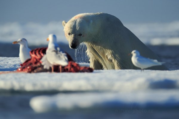 Medvěd lední (Ursus maritimus), Medvěd lední (Ursus maritimus) Polar Bear, Autor: Ondřej Prosický | NaturePhoto.cz, Model: Canon EOS-1D X, Objektiv: EF400mm f/2.8L IS II USM +2x III, Ohnisková vzdálenost (EQ35mm): 800 mm, fotografováno z ruky, Clona: 5.6, Doba expozice: 1/2500 s, ISO: 500, Kompenzace expozice: -1, Blesk: Ne, 16. července 2013 22:23:26, Sjuøyane, Špicberky (Norsko)