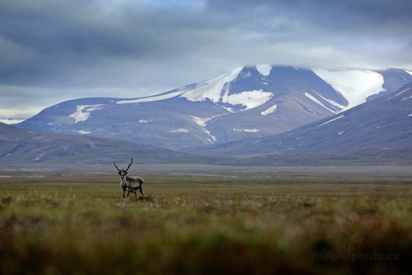 Sob polární  (Rangifer tarandus), Sob polární  (Rangifer tarandus) Svalbard Reindeer, Autor: Ondřej Prosický | NaturePhoto.cz, Model: Canon EOS 5D Mark III, Objektiv: EF70-200mm f/2.8L IS II USM, Ohnisková vzdálenost (EQ35mm): 170 mm, fotografováno z ruky, Clona: 5.6, Doba expozice: 1/1250 s, ISO: 400, Kompenzace expozice: -1/3, Blesk: Ne, 26. července 2013 14:32:22, Lyngyaerbyen, Špicberky (Norsko)