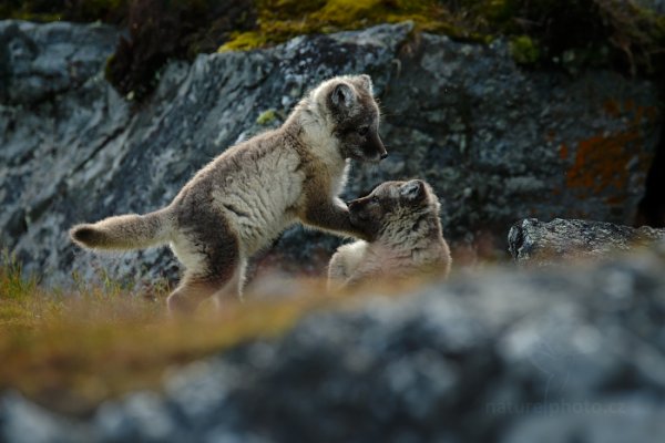 Liška polární (Vulpes lagopus), Liška polární (Vulpes lagopus) Arctic Fox, Autor: Ondřej Prosický | NaturePhoto.cz, Model: Canon EOS-1D X, Objektiv: EF400mm f/2.8L IS II USM +2x III, Ohnisková vzdálenost (EQ35mm): 800 mm, fotografováno z ruky, Clona: 7.1, Doba expozice: 1/800 s, ISO: 800, Kompenzace expozice: -1 1/3, Blesk: Ne, 24. července 2013 16:40:30, Protektorfjellet, Špicberky (Norsko)