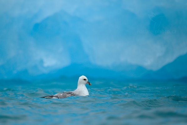 Buřňák lední (Fulmarus glacialis), Buřňák lední (Fulmarus glacialis) Northern Fulmar, Autor: Ondřej Prosický | NaturePhoto.cz, Model: Canon EOS-1D X, Objektiv: EF400mm f/2.8L IS II USM, Ohnisková vzdálenost (EQ35mm): 400 mm, fotografováno z ruky, Clona: 2.8, Doba expozice: 1/1250 s, ISO: 400, Kompenzace expozice: +2/3, Blesk: Ne, 23. července 2013 22:28:34, Kongsbreen, Špicberky (Norsko)