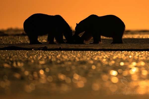 Medvěd lední (Ursus maritimus), Medvěd lední (Ursus maritimus) Polar Bear, Autor: Ondřej Prosický | NaturePhoto.cz, Model: Canon EOS-1D X, Objektiv: EF400mm f/2.8L IS II USM, Ohnisková vzdálenost (EQ35mm): 400 mm, fotografováno z ruky, Clona: 3.2, Doba expozice: 1/8000 s, ISO: 100, Kompenzace expozice: -2/3, Blesk: Ne, 16. července 2013 22:14:06, Sjuøyane, Špicberky (Norsko)