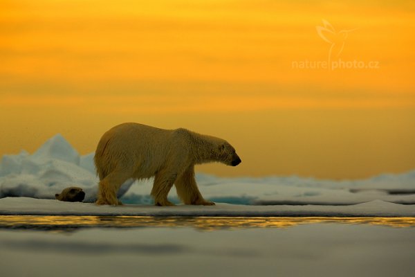 Medvěd lední (Ursus maritimus), Medvěd lední (Ursus maritimus) Polar Bear, Autor: Ondřej Prosický | NaturePhoto.cz, Model: Canon EOS 5D Mark III, Objektiv: EF400mm f/2.8L IS II USM +2x III, Ohnisková vzdálenost (EQ35mm): 800 mm, fotografováno z ruky, Clona: 6.3, Doba expozice: 1/1000 s, ISO: 400, Kompenzace expozice: +1 2/3, Blesk: Ne, 17. července 2013 16:18:31, Sjuøyane, Špicberky (Norsko)