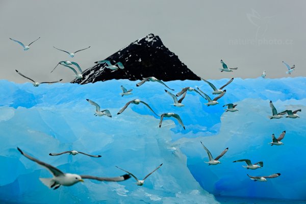 Racek tříprstý (Rissa tridactyla), Racek tříprstý (Rissa tridactyla) Black-legged Kittiwake, Autor: Ondřej Prosický | NaturePhoto.cz, Model: Canon EOS 5D Mark III, Objektiv: EF70-200mm f/2.8L IS II USM, Ohnisková vzdálenost (EQ35mm): 105 mm, fotografováno z ruky, Clona: 7.1, Doba expozice: 1/800 s, ISO: 200, Kompenzace expozice: +2/3, Blesk: Ne, 16. července 2013 11:22:18, Sjuøyane, Špicberky (Norsko)