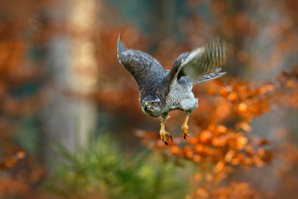 Jestřáb lesní (Accipiter gentilis), Jestřáb lesní (Accipiter gentilis) Goshawk, Autor: Ondřej Prosický | NaturePhoto.cz, Model: Canon EOS-1D X, Objektiv: EF400mm f/2.8L IS II USM, Ohnisková vzdálenost (EQ35mm): 400 mm, fotografováno z ruky, Clona: 4.5, Doba expozice: 1/400 s, ISO: 1600, Kompenzace expozice: -1/3, Blesk: Ne, 17. listopadu 2013 11:59:01, zvíře v lidské péči, Herálec, Vysočina (Česko) 