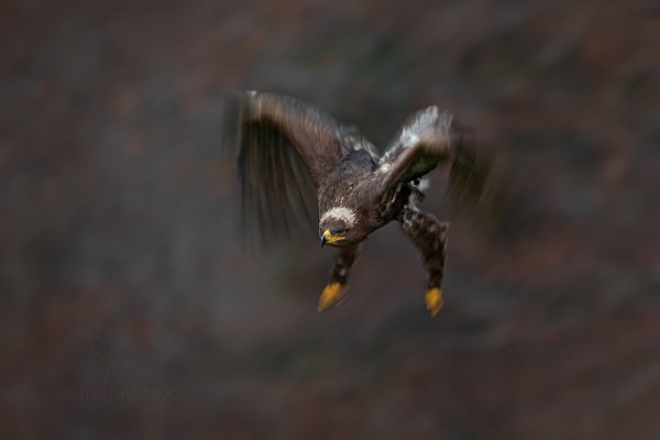 Orel stepní (Aquila nipalensis)