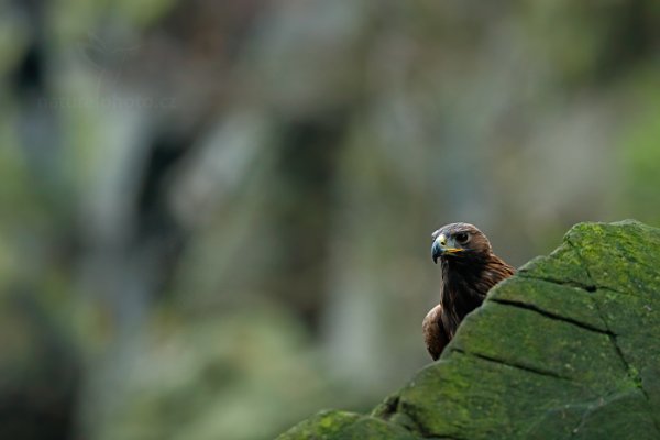 Orel skalní (Aquila chrysaetos)