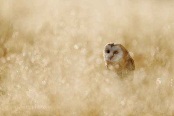 Sova pálená (Tyto alba), Sova pálená (Tyto alba) Barn Owl, Autor: Ondřej Prosický | NaturePhoto.cz, Model: Canon EOS-1D X, Objektiv: EF400mm f/2.8L IS II USM, Ohnisková vzdálenost (EQ35mm): 400 mm, fotografováno z ruky, Clona: 2.8, Doba expozice: 1/2500 s, ISO: 100, Kompenzace expozice: +2/3, Blesk: Ne, 17. listopadu 2013 10:23:49, zvíře v lidské péči, Herálec, Vysočina (Česko) 