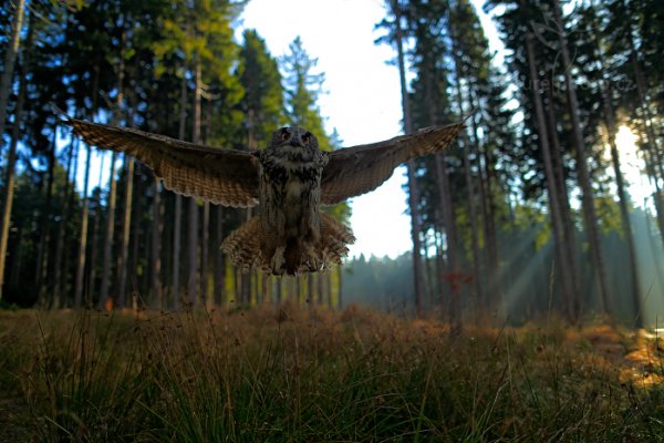 Výr velký (Bubo bubo)