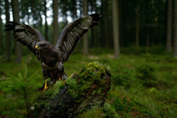 Káně lesní (Buteo buteo)