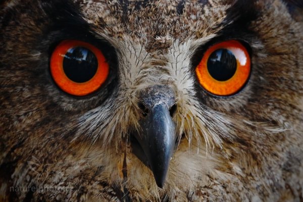 Výr velký (Bubo bubo)