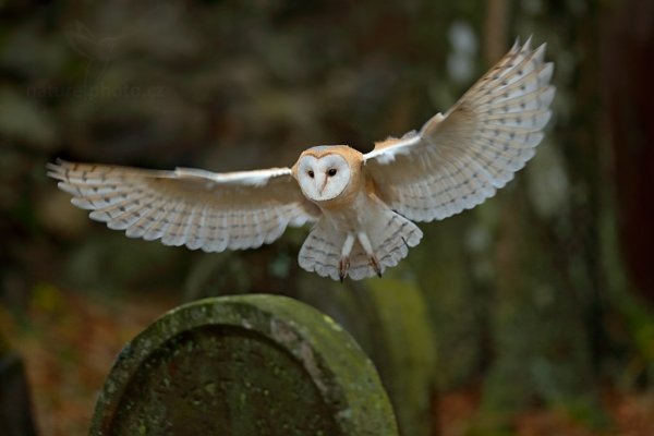 Sova pálená (Tyto alba), Sova pálená (Tyto alba) Barn Owl, Autor: Ondřej Prosický | NaturePhoto.cz, Model: Canon EOS-1D X, Objektiv: EF400mm f/2.8L IS II USM, Ohnisková vzdálenost (EQ35mm): 400 mm, fotografováno z ruky, Clona: 3.2, Doba expozice: 1/160 s, ISO: 2000, Kompenzace expozice: -2/3, Blesk: Ne, 24. listopadu 2013 9:40:56, zvíře v lidské péči, Herálec, Vysočina (Česko) 