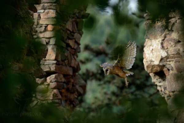 Sova pálená (Tyto alba), Sova pálená (Tyto alba) Barn Owl, Autor: Ondřej Prosický | NaturePhoto.cz, Model: Canon EOS-1D X, Objektiv: EF200-400mm f/4L IS USM, Ohnisková vzdálenost (EQ35mm): 250 mm, stativ Gitzo, Clona: 5.6, Doba expozice: 1/640 s, ISO: 500, Kompenzace expozice: -2/3, Blesk: Ne, 22. září 2013 9:47:09, zvíře v lidské péči, Herálec, Vysočina (Česko)  