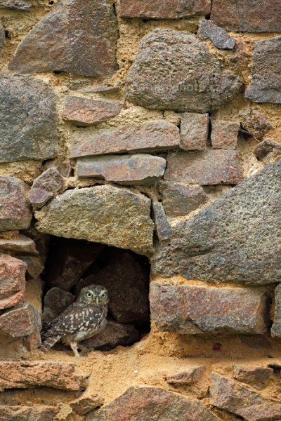 Sýček obecný (Athene noctua), Sýček obecný (Athene noctua) Little Owl, Autor: Ondřej Prosický | NaturePhoto.cz, Model: Canon EOS-1D X, Objektiv: EF200-400mm f/4L IS USM, Ohnisková vzdálenost (EQ35mm): 400 mm, stativ Gitzo, Clona: 4.5, Doba expozice: 1/640 s, ISO: 800, Kompenzace expozice: 0, Blesk: Ne, 22. září 2013 10:44:35, zvíře v lidské péči, Herálec, Vysočina (Česko) 