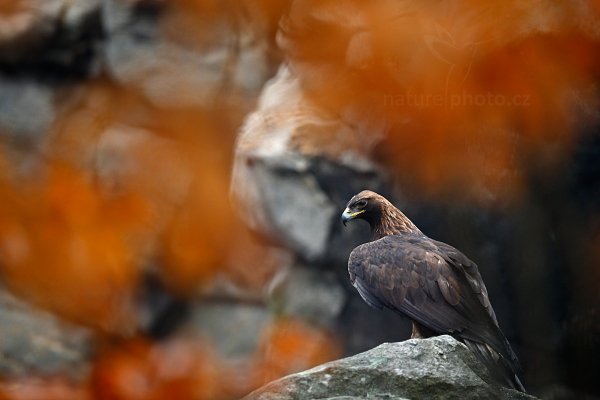 Orel skalní (Aquila chrysaetos)