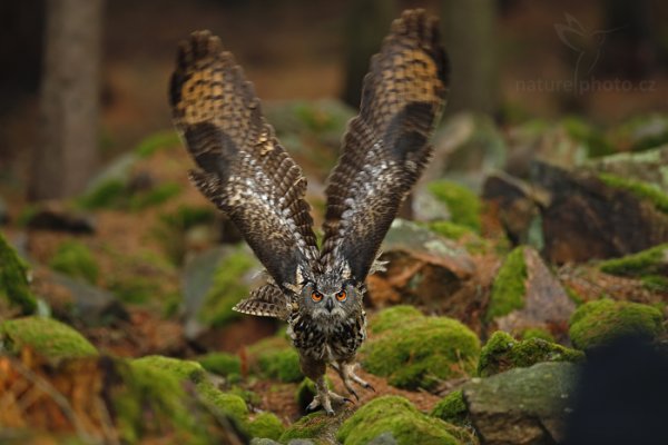 Výr velký (Bubo bubo)