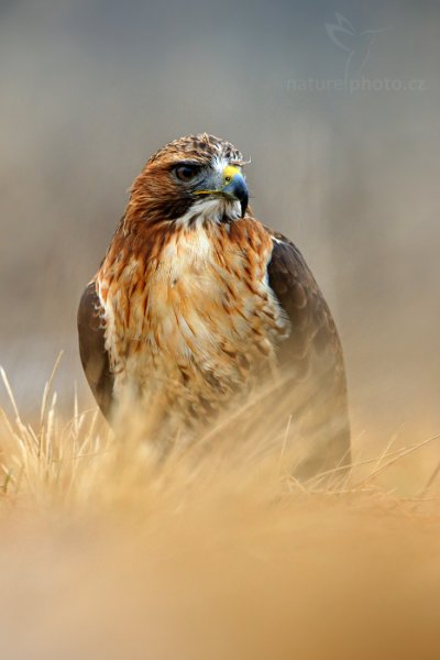 Káně rudochvostá (Buteo jamaicensis)