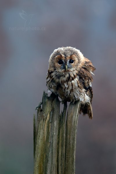 Puštík obecný (Strix aluco), Puštík obecný (Strix aluco), Eurasian Tawny Owl, 