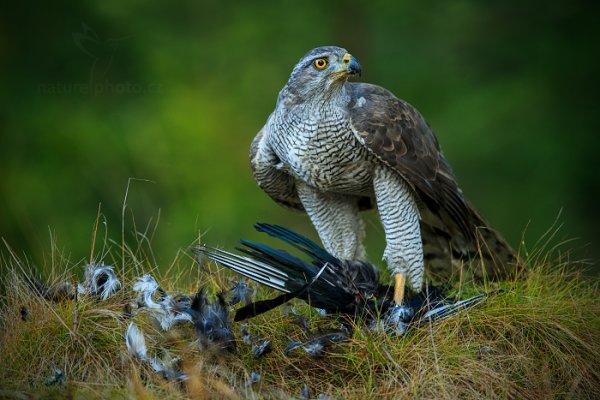 Jestřáb lesní (Accipiter gentilis)