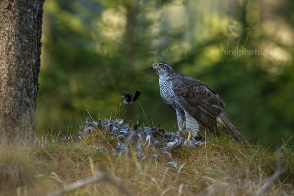 Jestřáb lesní (Accipiter gentilis)