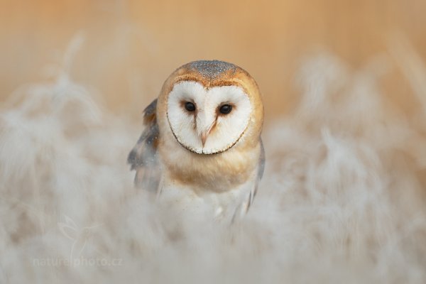 Sova pálená (Tyto alba), Sova pálená (Tyto alba) Barn Owl, Autor: Ondřej Prosický | NaturePhoto.cz, Model: Canon EOS-1D X, Objektiv: EF400mm f/2.8L IS II USM, Ohnisková vzdálenost (EQ35mm): 400 mm, fotografováno z ruky, Clona: 3.5, Doba expozice: 1/2500 s, ISO: 100, Kompenzace expozice: -1/3, Blesk: Ne, 17. listopadu 2013 9:58:15, zvíře v lidské péči, Herálec, Vysočina (Česko) 