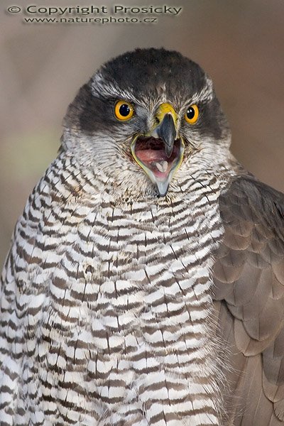 Jestřáb lesní (Accipiter gentilis), Jestřáb lesní (Accipiter gentilis), Goshawk, Autor: Ondřej Prosický, Model aparátu: Canon EOS 20D, Objektiv: Canon EF 400mm f/5.6 L USM, stativ Gitzo G1227 + G1377M, Ohnisková vzdálenost: 400.00 mm, Režim měření expozice: Vzorek, Clona: 5.60, Doba expozice: 1/125 s, ISO: 400, Vyvážení expozice: 0.00, Blesk: Ano, Vytvořeno: 18. listopadu 2005 10:41:02, stanice raněných dravců Svatý Kopeček u Olomouce (ČR)