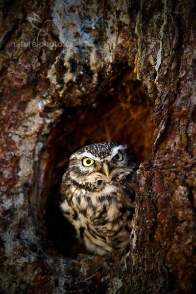 Sýček obecný (Athene noctua), Sýček obecný (Athene noctua) Little Owl, Autor: Ondřej Prosický | NaturePhoto.cz, Model: Canon EOS-1D X, Objektiv: EF400mm f/2.8L IS II USM +1.4x, Ohnisková vzdálenost (EQ35mm): 560 mm, fotografováno z ruky, Clona: 7.1, Doba expozice: 1/160 s, ISO: 1000, Kompenzace expozice: -1, Blesk: Ne, 17. listopadu 2013 12:38:09, zvíře v lidské péči, Herálec, Vysočina (Česko) 