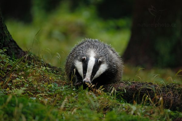 Jezevec lesní (Meles meles), Jezevec lesní (Meles meles) European Badger, Autor: Ondřej Prosický | NaturePhoto.cz, Model: Canon EOS-1D X, Objektiv: EF200-400mm f/4L IS USM, Ohnisková vzdálenost (EQ35mm): 400 mm, stativ Gitzo, Clona: 4.0, Doba expozice: 1/500 s, ISO: 2000, Kompenzace expozice: -1, Blesk: Ne, 21. září 2013 14:20:21, zvíře v lidské péči, Herálec, Vysočina (Česko) 