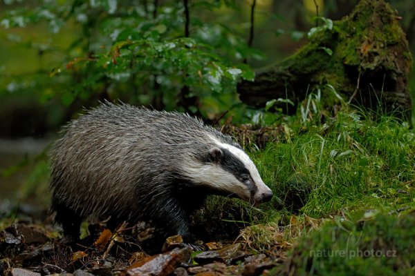 Jezevec lesní (Meles meles), Jezevec lesní (Meles meles) European Badger, Autor: Ondřej Prosický | NaturePhoto.cz, Model: Canon EOS-1D X, Objektiv: EF200-400mm f/4L IS USM, Ohnisková vzdálenost (EQ35mm): 400 mm, stativ Gitzo, Clona: 4.0, Doba expozice: 1/500 s, ISO: 2000, Kompenzace expozice: -1, Blesk: Ne, 21. září 2013 14:20:21, zvíře v lidské péči, Herálec, Vysočina (Česko) 