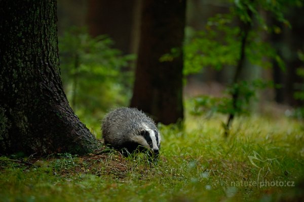 Jezevec lesní (Meles meles), Jezevec lesní (Meles meles) European Badger, Autor: Ondřej Prosický | NaturePhoto.cz, Model: Canon EOS-1D X, Objektiv: EF200-400mm f/4L IS USM, Ohnisková vzdálenost (EQ35mm): 400 mm, stativ Gitzo, Clona: 4.0, Doba expozice: 1/500 s, ISO: 2000, Kompenzace expozice: -1, Blesk: Ne, 21. září 2013 14:20:21, zvíře v lidské péči, Herálec, Vysočina (Česko) 