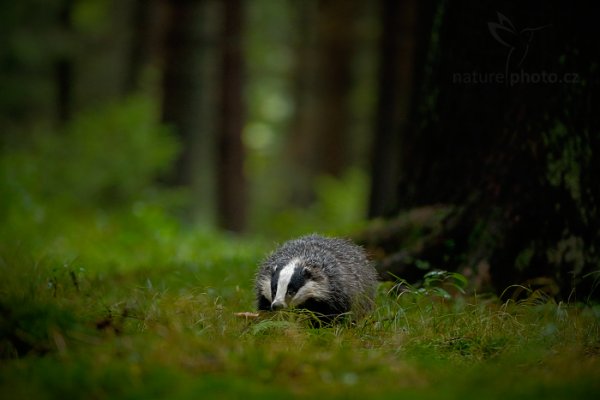 Jezevec lesní (Meles meles), Jezevec lesní (Meles meles) European Badger, Autor: Ondřej Prosický | NaturePhoto.cz, Model: Canon EOS-1D X, Objektiv: EF200-400mm f/4L IS USM, Ohnisková vzdálenost (EQ35mm): 400 mm, stativ Gitzo, Clona: 4.0, Doba expozice: 1/500 s, ISO: 2000, Kompenzace expozice: -1, Blesk: Ne, 21. září 2013 14:20:21, zvíře v lidské péči, Herálec, Vysočina (Česko) 