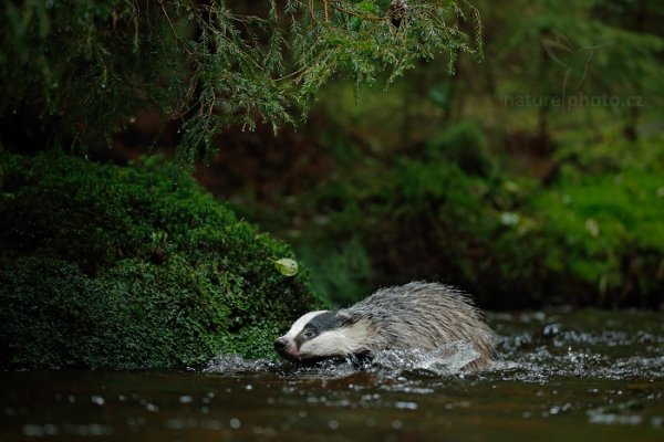 Jezevec lesní (Meles meles), Jezevec lesní (Meles meles) European Badger, Autor: Ondřej Prosický | NaturePhoto.cz, Model: Canon EOS-1D X, Objektiv: EF200-400mm f/4L IS USM, Ohnisková vzdálenost (EQ35mm): 200 mm, stativ Gitzo, Clona: 4.0, Doba expozice: 1/500 s, ISO: 3200, Kompenzace expozice: -1, Blesk: Ne, 21. září 2013 14:04:10, zvíře v lidské péči, Herálec, Vysočina (Česko) 