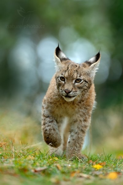 Rys ostrovid (Lynx lynx), Rys ostrovid (Lynx lynx) Eurasian Lynx, Autor: Ondřej Prosický | NaturePhoto.cz, Model: Canon EOS-1D X, Objektiv: EF200-400mm f/4L IS USM, Ohnisková vzdálenost (EQ35mm): 400 mm, stativ Gitzo, Clona: 4.5, Doba expozice: 1/1000 s, ISO: 1600, Kompenzace expozice: 0, Blesk: Ne, 21. září 2013 11:07:03, zvíře v lidské péči, Herálec, Vysočina (Česko)