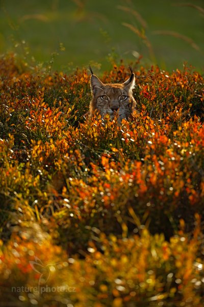 Rys ostrovid (Lynx lynx), Rys ostrovid (Lynx lynx) Eurasian Lynx, Autor: Ondřej Prosický | NaturePhoto.cz, Model: Canon EOS-1D X, Objektiv: EF200-400mm f/4L IS USM, Ohnisková vzdálenost (EQ35mm): 294 mm, stativ Gitzo, Clona: 4.0, Doba expozice: 1/320 s, ISO: 200, Kompenzace expozice: 0, Blesk: Ne, 21. září 2013 17:15:07, zvíře v lidské péči, Herálec, Vysočina (Česko) 