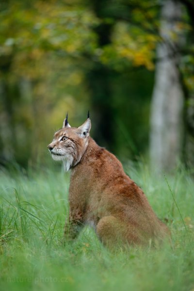 Rys ostrovid (Lynx lynx), Rys ostrovid (Lynx lynx) Eurasian Lynx, Autor: Ondřej Prosický | NaturePhoto.cz, Model: Canon EOS-1D X, Objektiv: EF200-400mm f/4L IS USM EXT, Ohnisková vzdálenost (EQ35mm): 560 mm, stativ Gitzo, Clona: 5.6, Doba expozice: 1/30 s, ISO: 1000, Kompenzace expozice: -1/3, Blesk: Ne, 21. září 2013 8:54:33, zvíře v lidské péči, Herálec, Vysočina (Česko) 