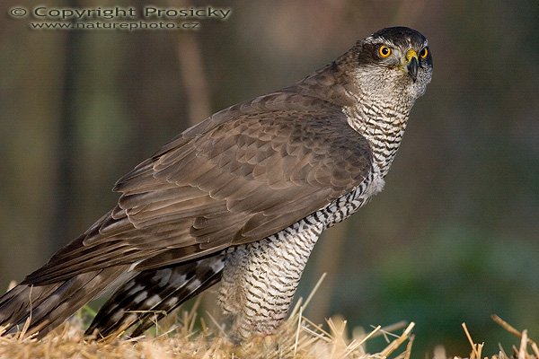 Jestřáb lesní (Accipiter gentilis), Jestřáb lesní (Accipiter gentilis), Goshawk, Autor: Ondřej Prosický, Model aparátu: Canon EOS 20D, Objektiv: Canon EF 400mm f/5.6 L USM, stativ Gitzo G1227 + G1377M, Ohnisková vzdálenost: 400.00 mm, Režim měření expozice: Vzorek, Clona: 5.60, Doba expozice: 1/125 s, ISO: 800, Vyvážení expozice: 0.00, Blesk: Ano, Vytvořeno: 18. listopadu 2005 10:37:13, stanice raněných dravců Svatý Kopeček u Olomouce (ČR)