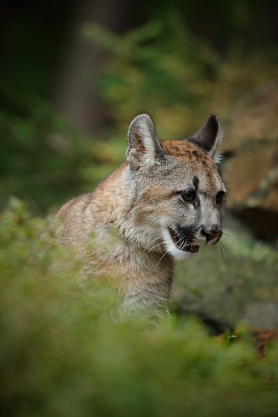 Puma americká (Puma concolor), Puma americká (Puma concolor) Mountain Lion, Autor: Ondřej Prosický | NaturePhoto.cz, Model: Canon EOS-1D X, Objektiv: EF200-400mm f/4L IS USM, Ohnisková vzdálenost (EQ35mm): 311 mm, stativ Gitzo, Clona: 4.0, Doba expozice: 1/500 s, ISO: 1000, Kompenzace expozice: 0, Blesk: Ne, 21. září 2013 15:29:07, zvíře v lidské péči, Herálec, Vysočina (Česko) 