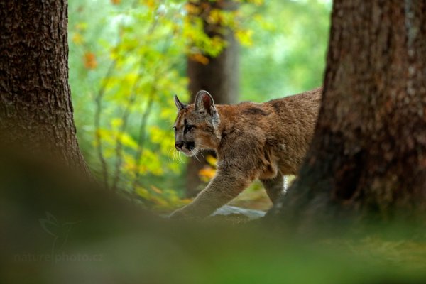 Puma americká (Puma concolor)