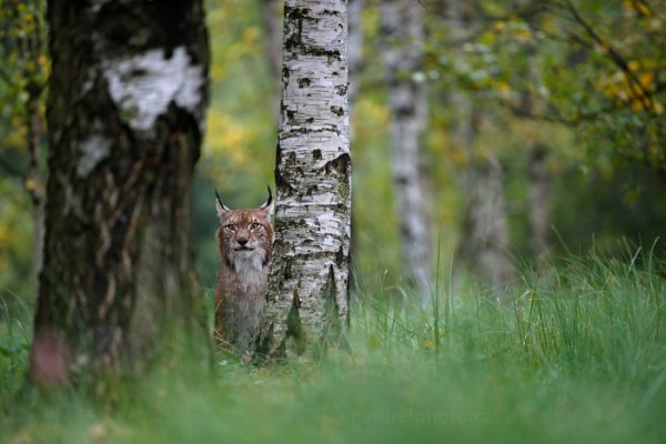 Rys ostrovid (Lynx lynx), Rys ostrovid (Lynx lynx) Eurasian Lynx, Autor: Ondřej Prosický | NaturePhoto.cz, Model: Canon EOS-1D X, Objektiv: EF200-400mm f/4L IS USM, Ohnisková vzdálenost (EQ35mm): 400 mm, stativ Gitzo, Clona: 4.0, Doba expozice: 1/50 s, ISO: 200, Kompenzace expozice: -1/3, Blesk: Ne, 21. září 2013 8:56:36, zvíře v lidské péči, Herálec, Vysočina (Česko) 