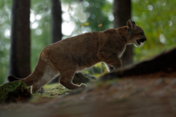 Puma americká (Puma concolor), Puma americká (Puma concolor) Mountain Lion, Autor: Ondřej Prosický | NaturePhoto.cz, Model: Canon EOS-1D X, Objektiv: EF200-400mm f/4L IS USM, Ohnisková vzdálenost (EQ35mm): 266 mm, stativ Gitzo, Clona: 4.0, Doba expozice: 1/125 s, ISO: 2500, Kompenzace expozice: -1/3, Blesk: Ne, 21. září 2013 15:55:57, zvíře v lidské péči, Herálec, Vysočina (Česko)